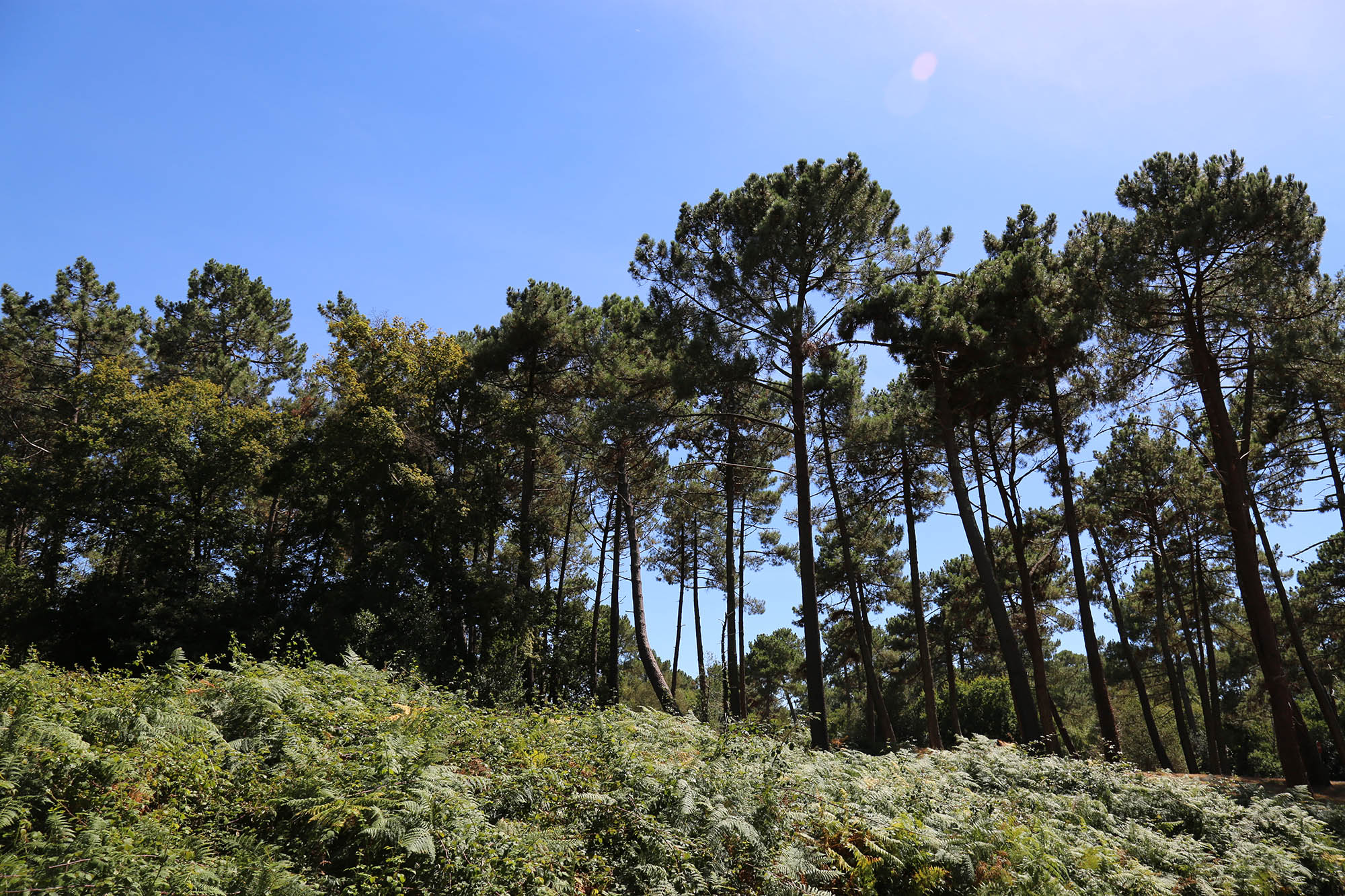 La Forêt Usagère