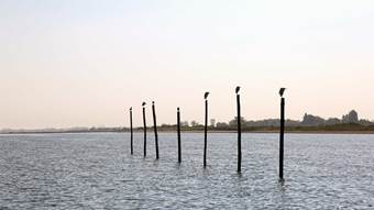 Découvrir les oiseaux du Bassin 